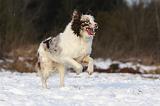 BORDER COLLIE 1187